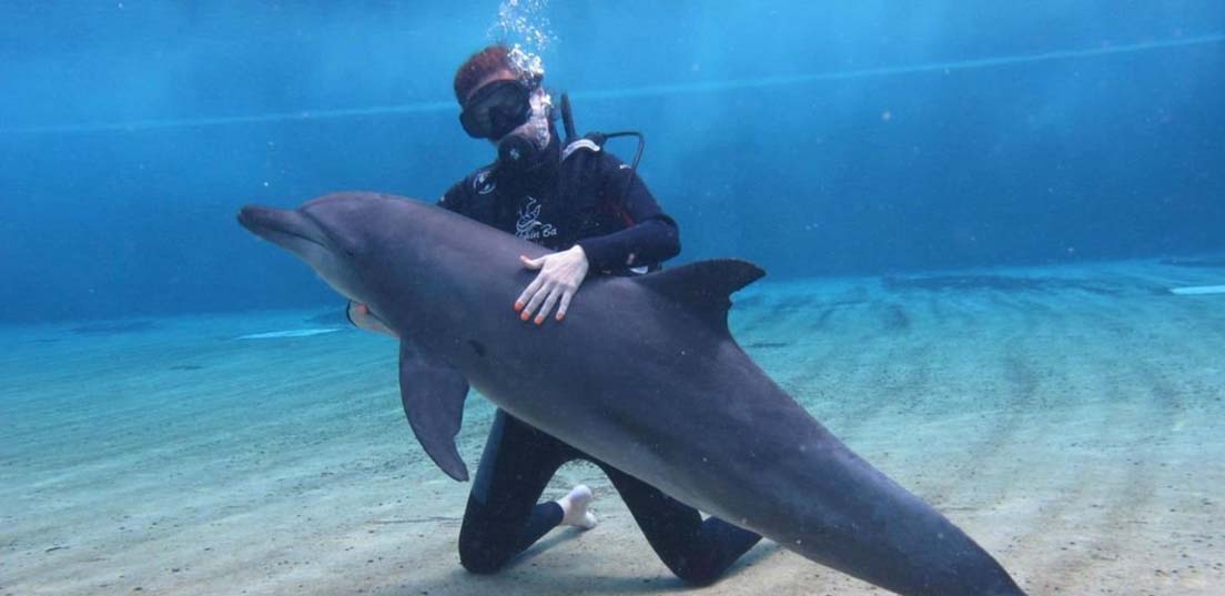 شنا با دلفین ها کیش